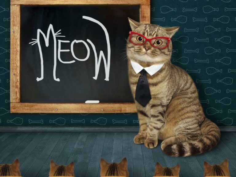 11 najčastejších príčin, prečo majú mačky hnačku (veterinol)