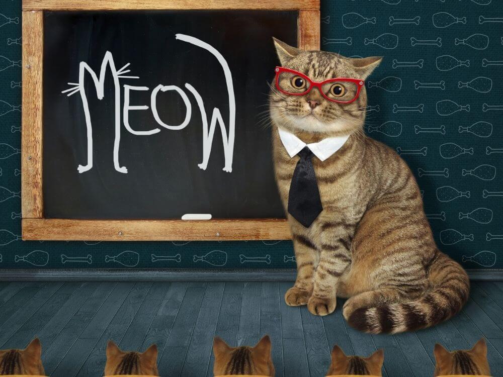 11 najčastejších príčin, prečo majú mačky hnačku (veterinol)