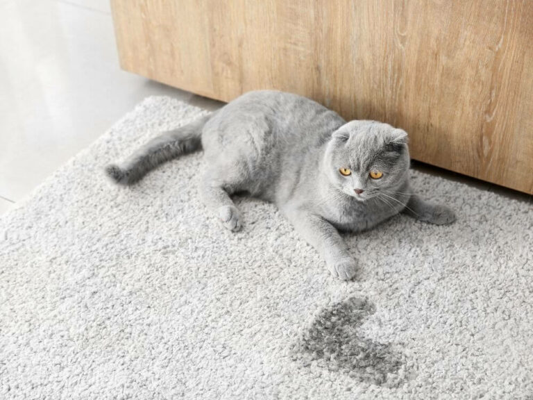 Ako odstrániť mačací moč z koberca