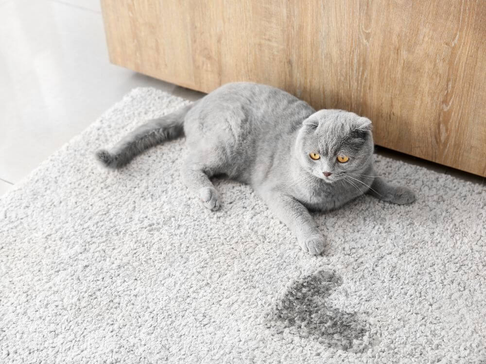 Ako odstrániť mačací moč z koberca