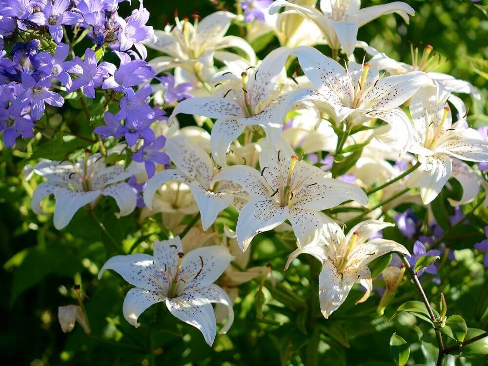 Ľalie sú pre mačky toxické