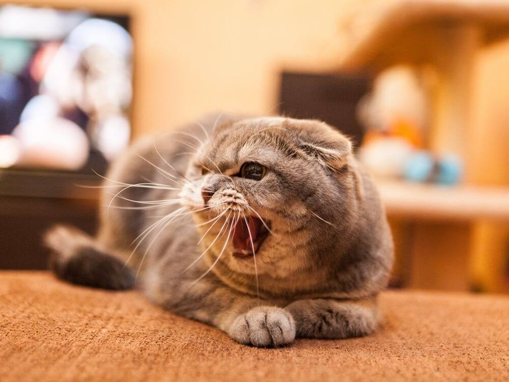 Mačka je v strese a má hnačku