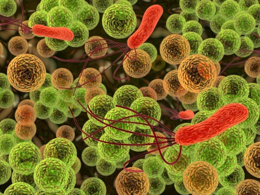 Nerovnováha črevného mikrobiómu u mačky