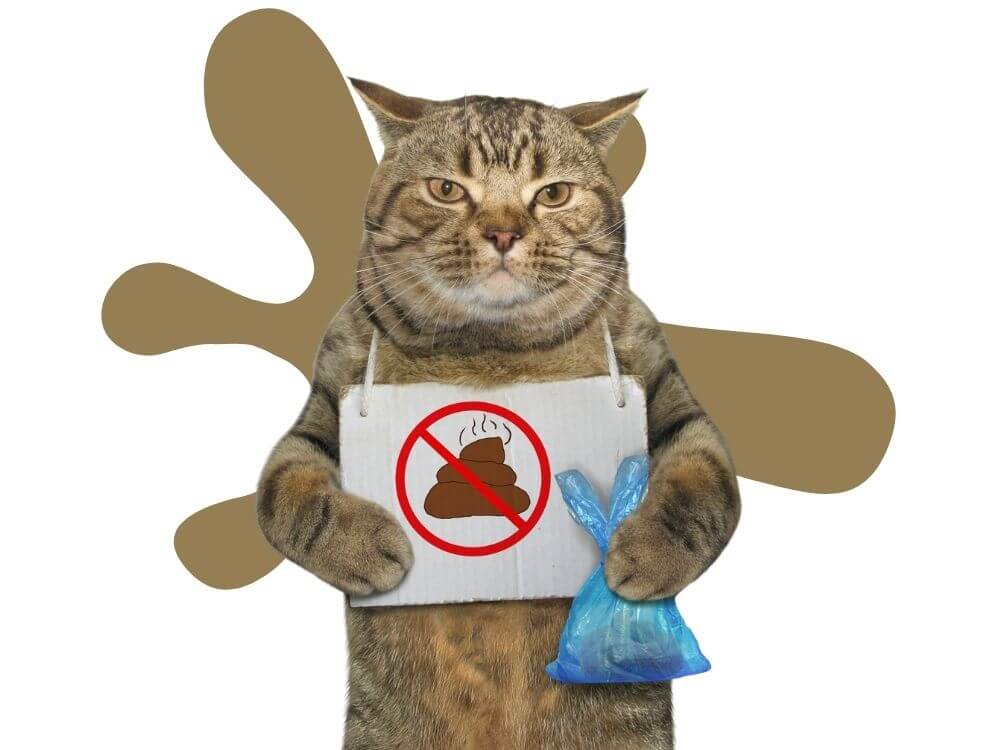 Prečo má mačka hnačku, čo ju spôsobuje a čo s tým robiť- (Veterinol)