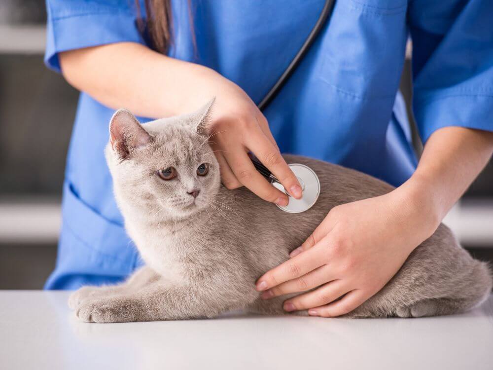 Veterinol - Prečo má mačka hnačku - kedy navstivit veterinara