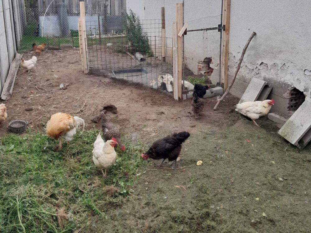 Vtáčia chrípka domáca hydina