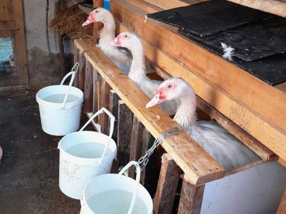 Vtáčia chrípka domáci chov