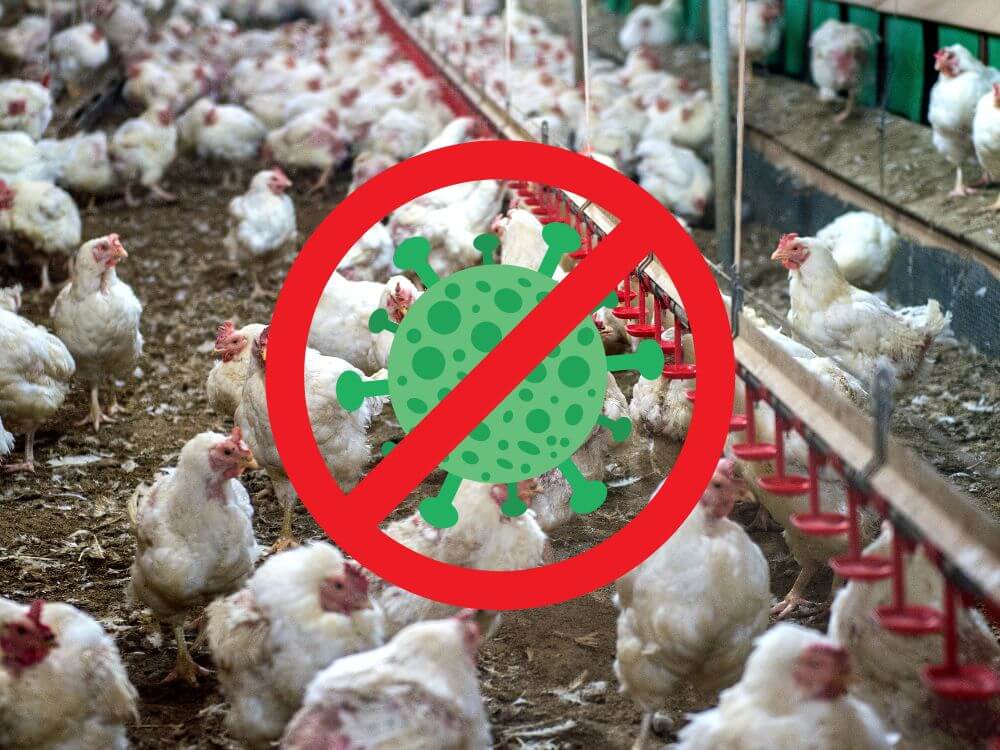 AKo sa chrániť pred vtáčou chrípkou